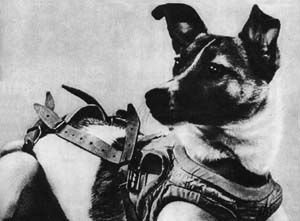 OriginsOSU's tweet photo. #TodayinHistory Laika, Soviet street dog turned cosmonaut, became the first animal to orbit the Earth #OnThisDay in 1957.
#dogsoftwitter #dogsofhistory https://t.co/7MZdcTqWOq