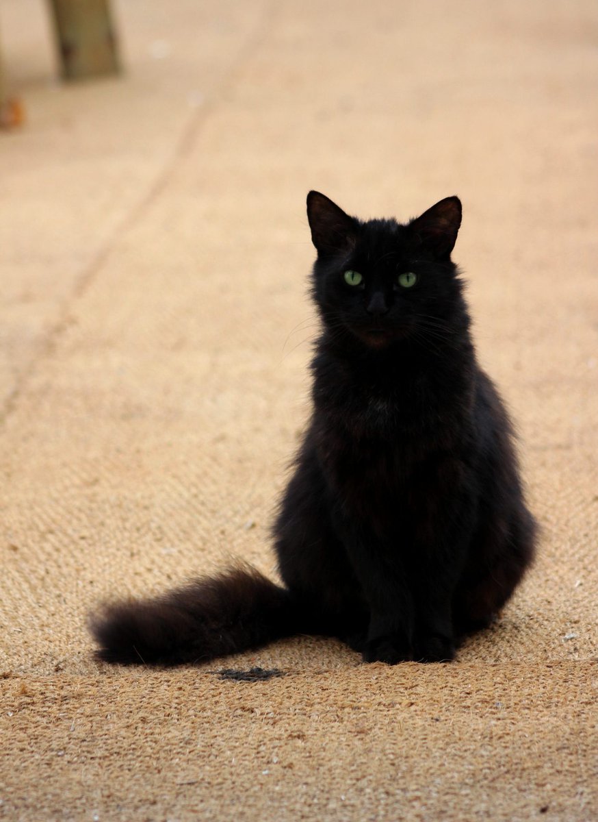 HertfordCollege's tweet photo. Regular followers will be pleased to know that after some recent tribulations (featuring other local wildlife and several trips to the vets) Simpkin has made a full recovery 🐈‍⬛

As you can see, Lodge Manager Dave is very proud of this core member of his team 💕 https://t.co/ui12IaJuXt
