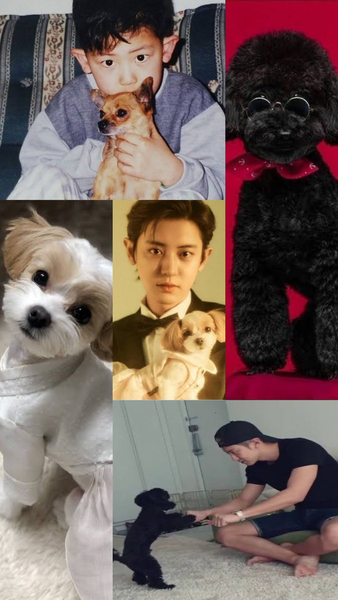 deitalum's tweet photo. Day 2 

🧚‍♀️ 27 Days Challenge with Lovely Loey 🧚‍♀️

#CHANYEOL with pet 🐶

@weareoneEXO 

#CHANYEOL 
#27DaysWithChanyeol 
#27DayswithLoey https://t.co/IRGY0jA6hG