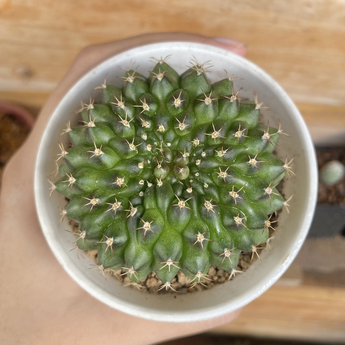 CactusDoubleK's tweet photo. ภูมิใจนำเสนออออ 🌵
#แคคตัส #ยิมโน #cactus #ไม้ประดับไม้ตกแต่ง #ราคาถูก #ของตกแต่งห้อง #ต้นไม้ด่าง #ต้นไม้ #คริส #แคคตัสคริส https://t.co/HbC51Rizkv