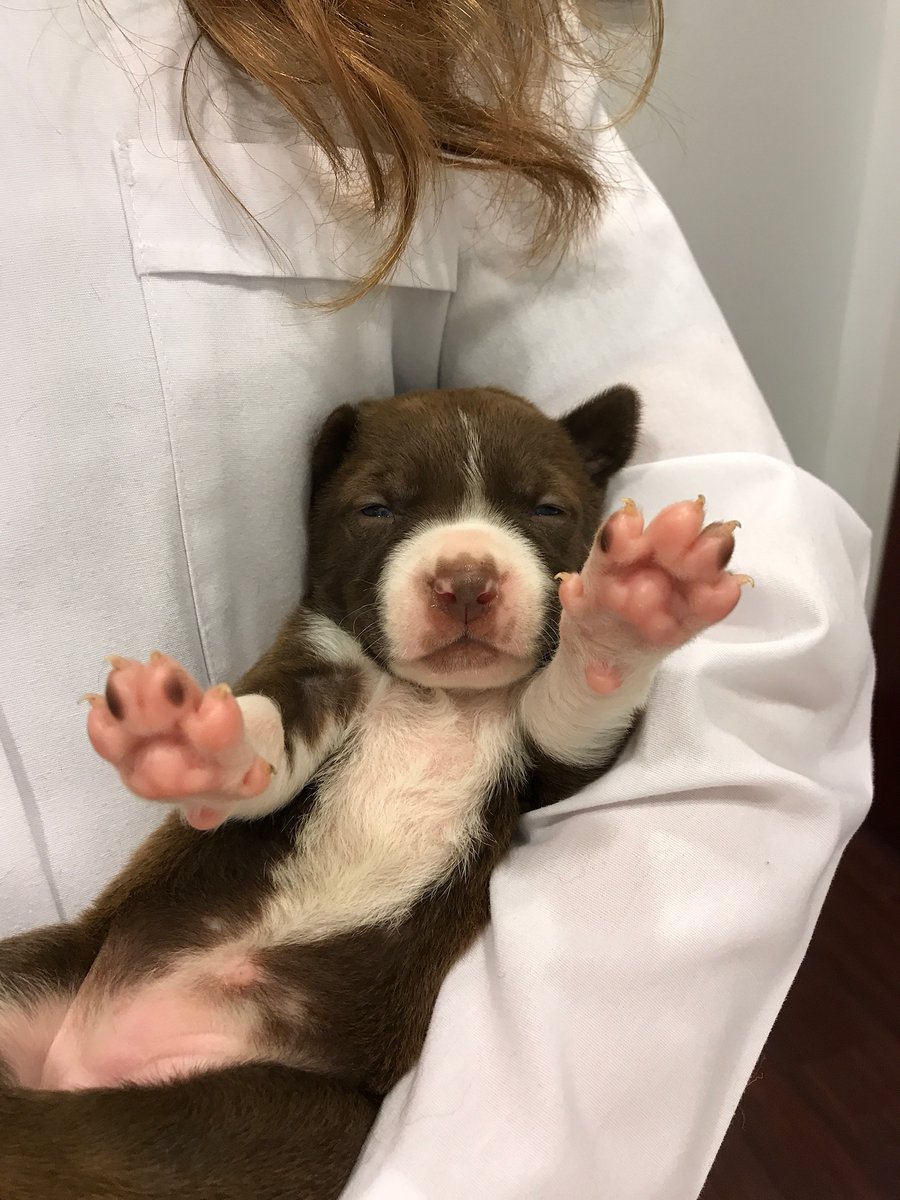 American Pit Bull Foundation tweet media