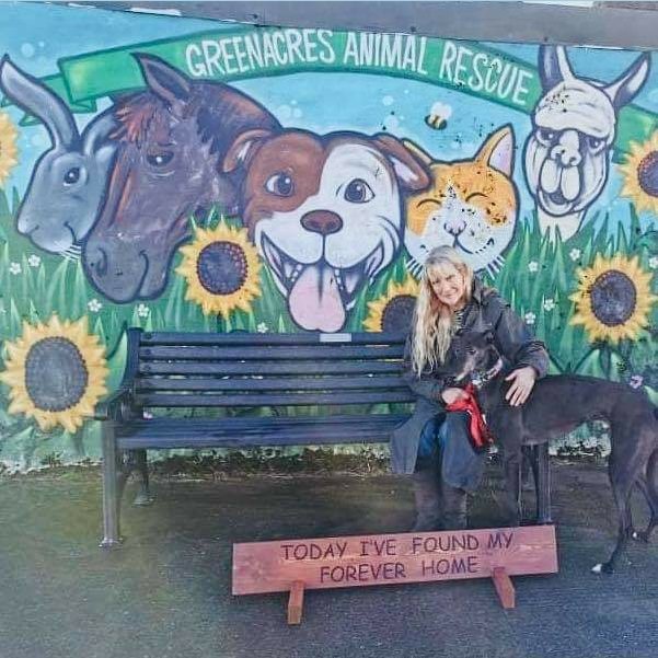 team_greenacres's tweet photo. 💚 #Adption News💚
Happy Tails, Carmac found his #foreverhome last weekend
An owner with years of sighthound experience, two sighthound siblings for company & a lifestyle that matches his needs. Carmac has landed on his paws
Be happy Lad 💚
#Rescue #dogs #greyhoundfriend https://t.co/JzDqYwtkOI