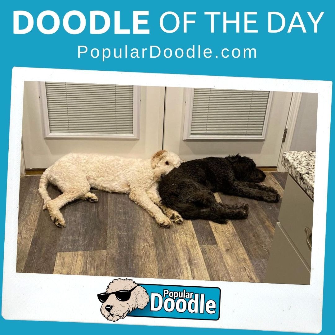 popular_doodle's tweet photo. 📷 clarence.cecil.gdoodles (on IG)
#populardoodle #goldendoodle #goldendoodlepuppy #goldendoodles #goldendoodlelove #goldendoodlepuppies #goldendoodlesrule #goldendoodlelovers #goldendoodlesrock #goldendoodleproblems #goldendoodlemom #f1goldendoodle #f2goldendoodle https://t.co/ibITtUeDrz