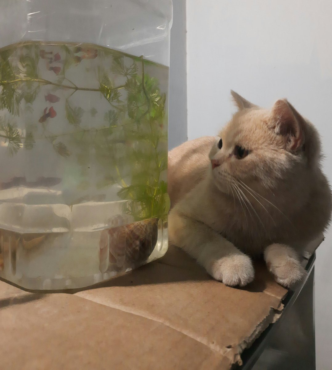 nara_kari's tweet photo. @kittyzillabsc My name is CAT #kittyzilla https://t.co/kXQuNDQH9B