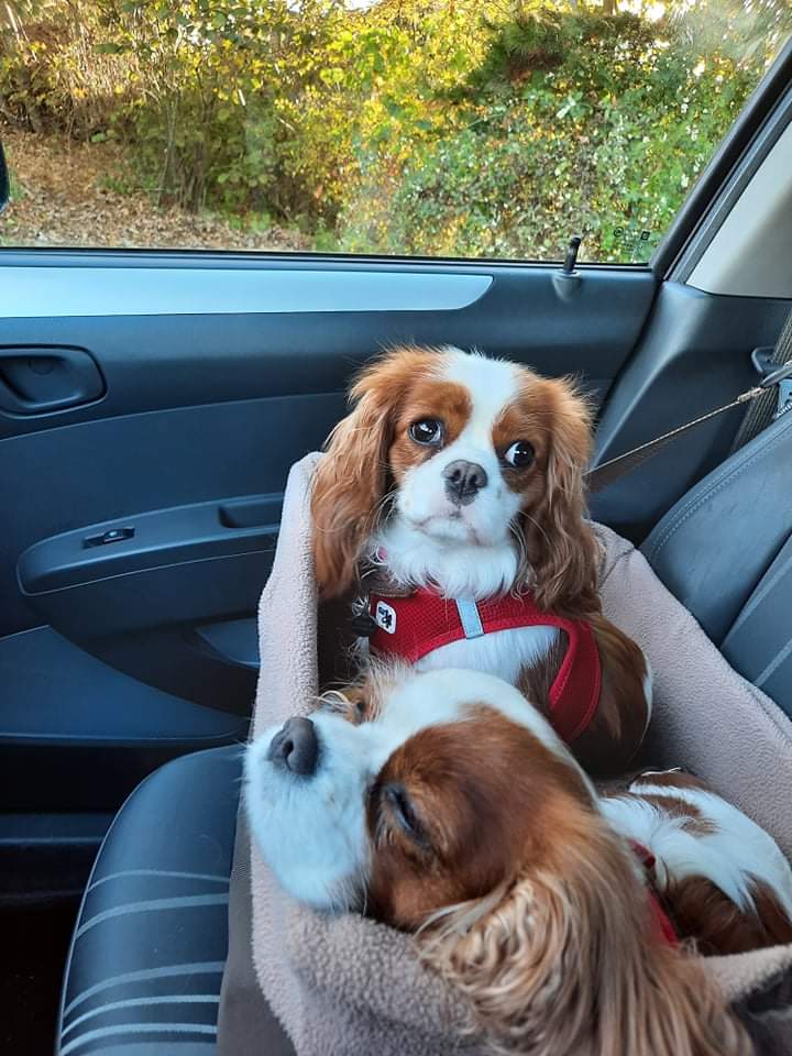 #cavpack My mom Dharma and I race with Signe🚗 Mom's used to it and is sleeping, but I'm looking a bit scared 😳