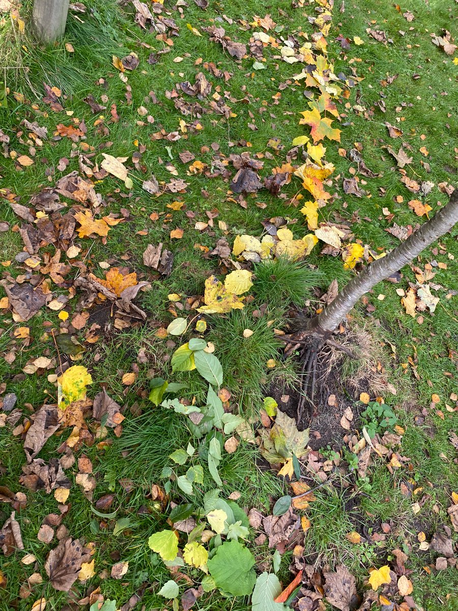 Broomhouse Primary 5 tweet media