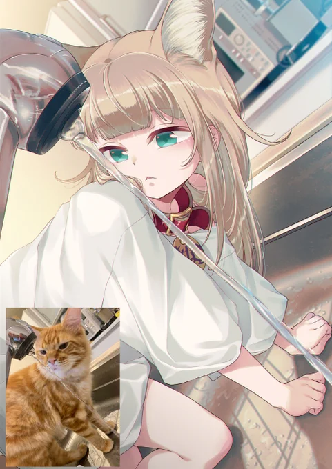 キッチンを満喫するきなこ🚿🐾

#うちのねこが女の子でかわいい 
