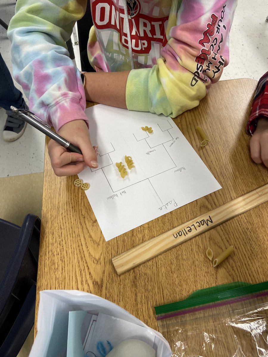 MrsBumstead's tweet photo. Making a dichotomous key to identify pasta in science class today. #science #biology https://t.co/VHP2hUjzGf