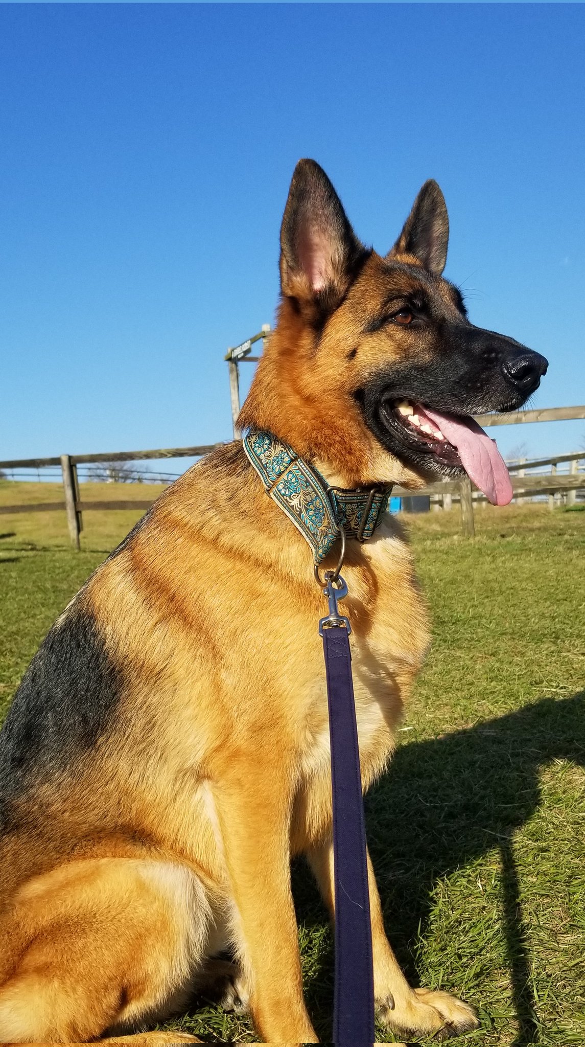 あしゅ Gsd Ashlicht Twitter