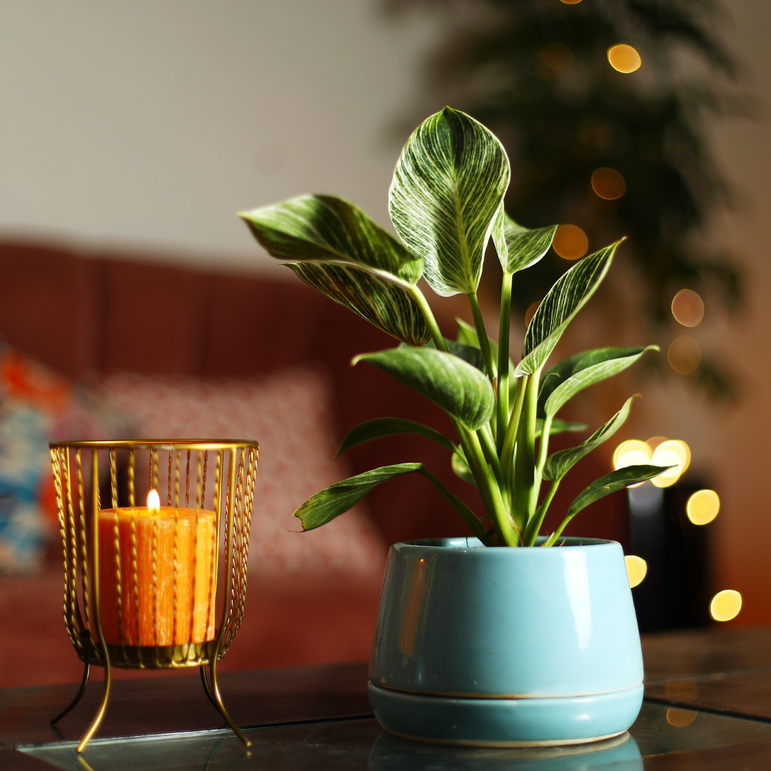 Nurturing_Green's tweet photo. Celebrate this Diwali with nature! Reduce your carbon footprint and help someone breathe easy by gifting indoor plants. https://t.co/FACMSsQ60n