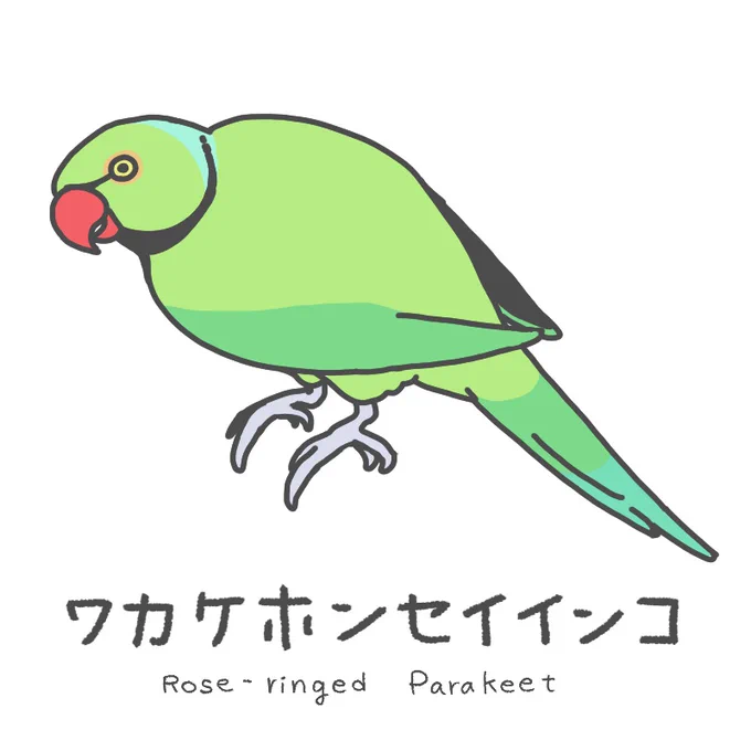 鳥イラスト2 