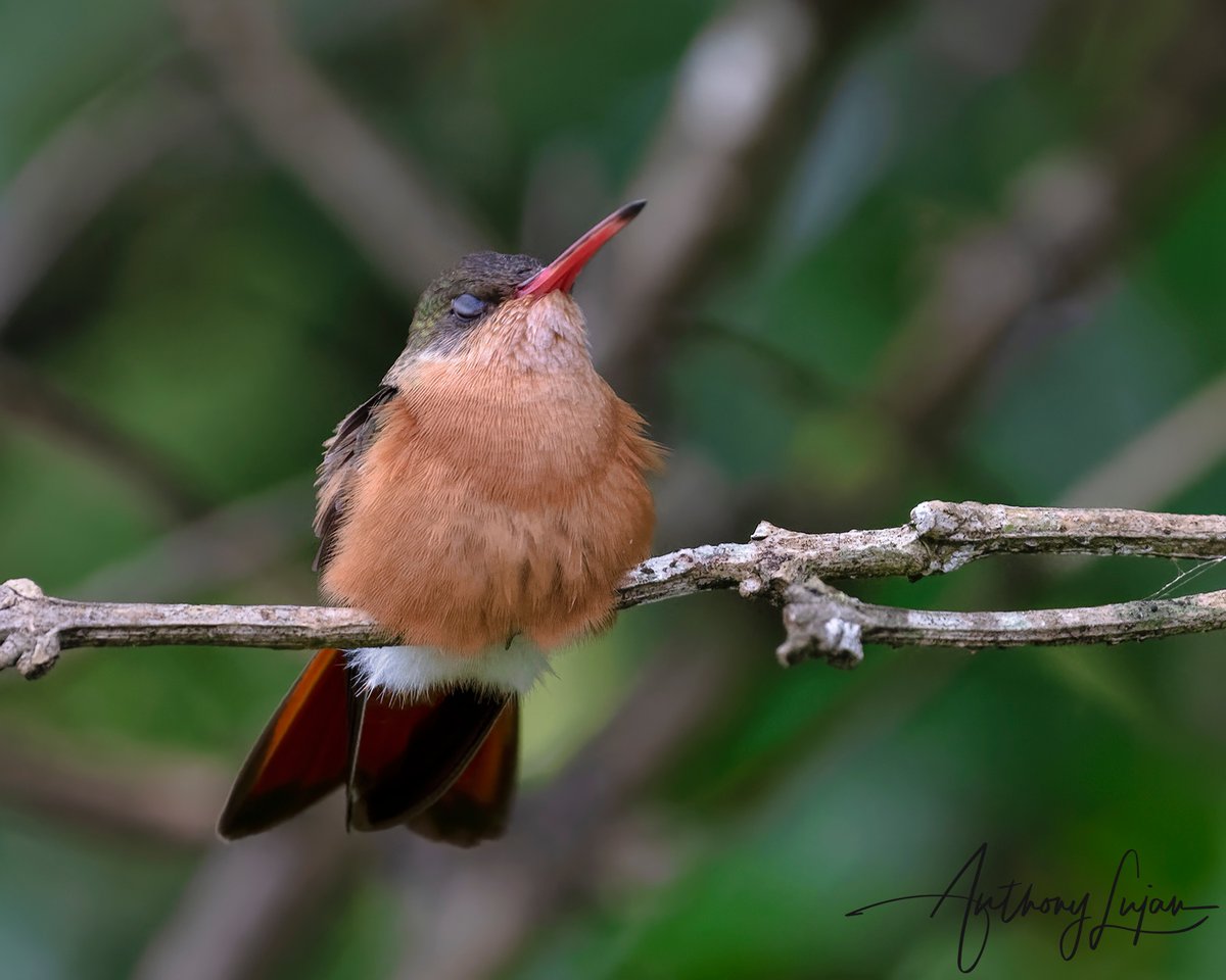 anthonylujan's tweet photo. A sleepy Cinnamon Hummingbird - Costa Rica
Sony A7RIV - Sony 200-600mm
#hummingbird #hummingbirds #hummingbirdsofinstagram #hummingbirdsofcostarica #hummingbirdlover #hummingbirdphotography #hummingbirdfly #hummingbirdgarden #hummingbirdart #hummingbirdfeeders #hummingbirdp... https://t.co/3bqUjEzUdt