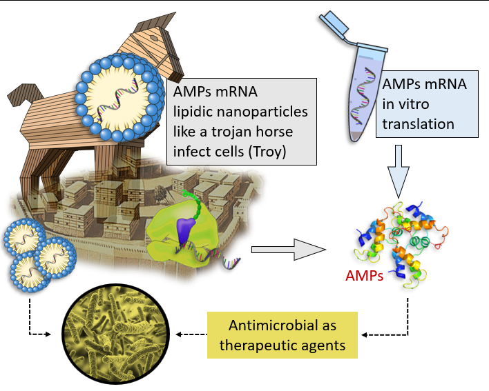 BrivioLab's tweet image. I am proud Editor of a new Special Issue in Frontiers:
Antimicrobial Peptides and mRNA Therapy: Clinical, Veterinary and Plant Pathology Perspectives with Special Attention to Combatting MDR pathogens frontiersin.org/research-topic…