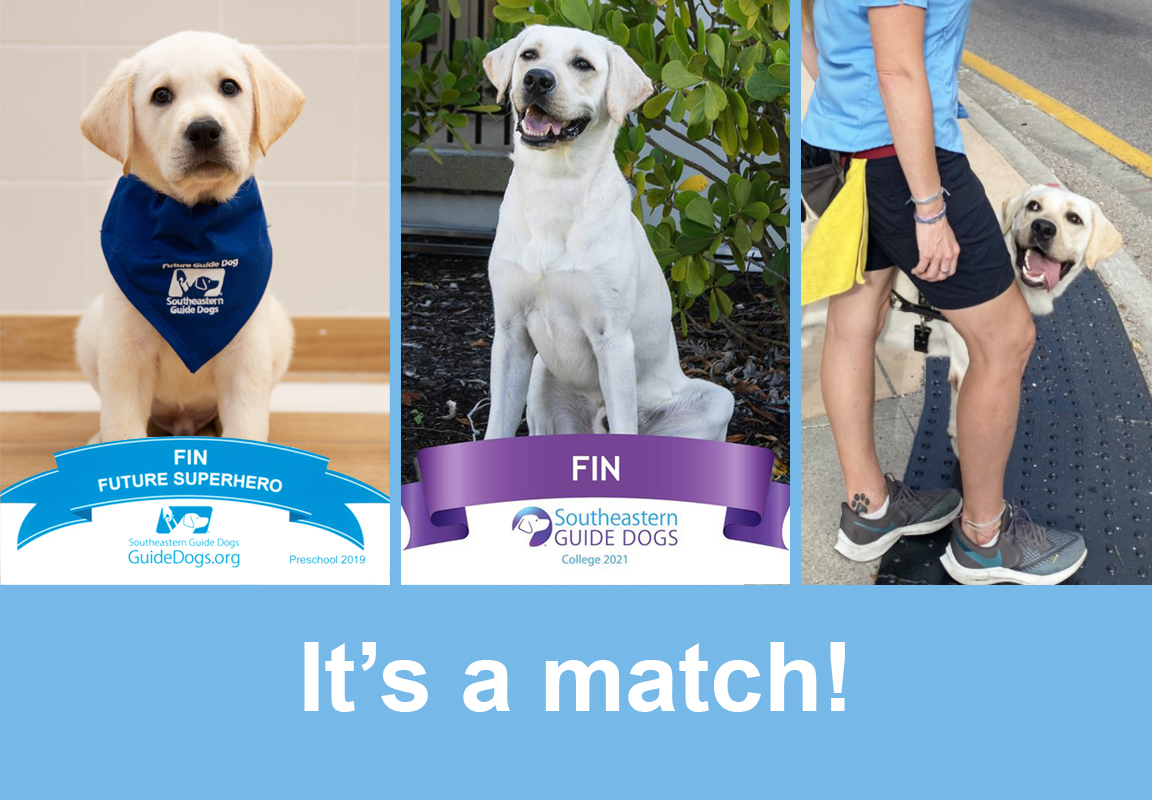 We have Fin-tastic news to share. Our first sponsored guide dog in training from @SEGuideDogs, Fin, has found his match. He is currently working as a guide dog with his new partner in nearby Tampa. Thank you for coming on this journey with us. #RJCares
