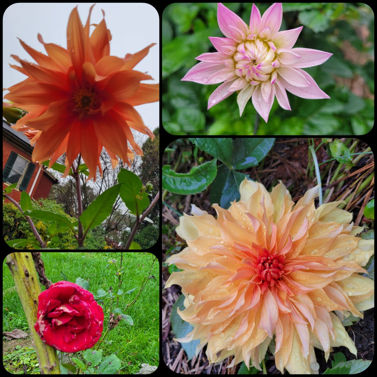 martinsburg_wv's tweet photo. So we hear there is a freeze warning for tonight into tomorrow morning. Here are a few flower shots before the cold gets them.
#fallflowers #falloutdoors #visitmartinsburgwv #berkeleycountywv https://t.co/FQFEhY4ddU