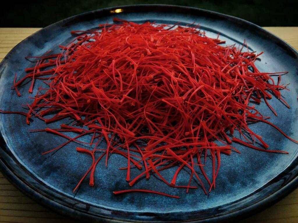 TrueSaffron's tweet photo. Raw saffron, trimmed and ready to be dried. https://t.co/ljctoQ22rs https://t.co/t3dAipMGSy