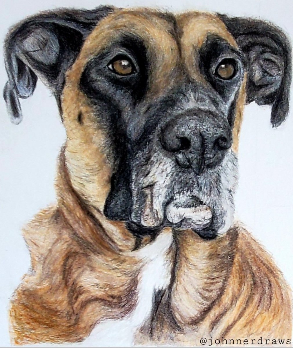 johnnerdraws's tweet photo. King HUGO.
The Champ Champs Dog.
The first dog I ever drew. 
RIP. Best Boy. 

@TheNotoriousMMA
@DeeDevlin1 @blackforgeinn @ProperWhiskey 

#OneForAll
#beast #properdog #arttherapy #dublinartist https://t.co/G4Wmgd7iLg