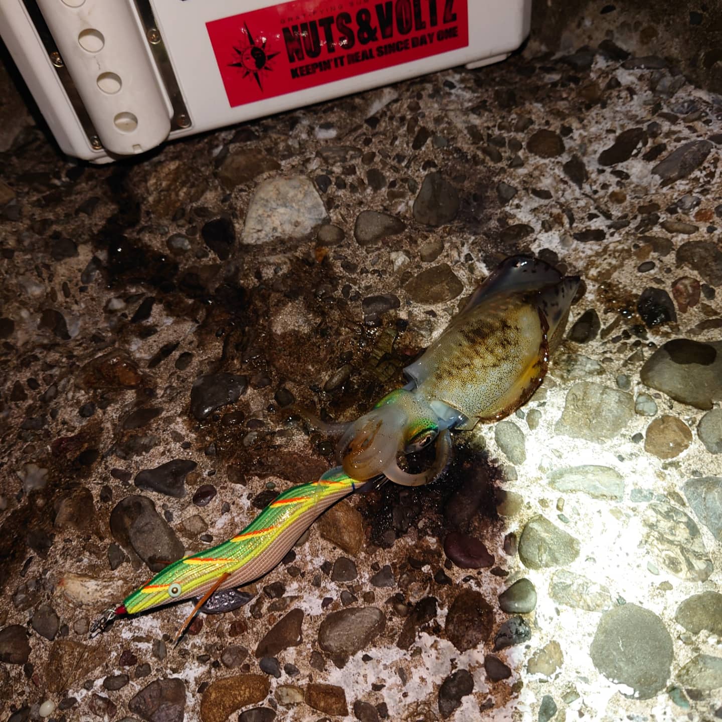 淡路島エギング Twitter Search Twitter