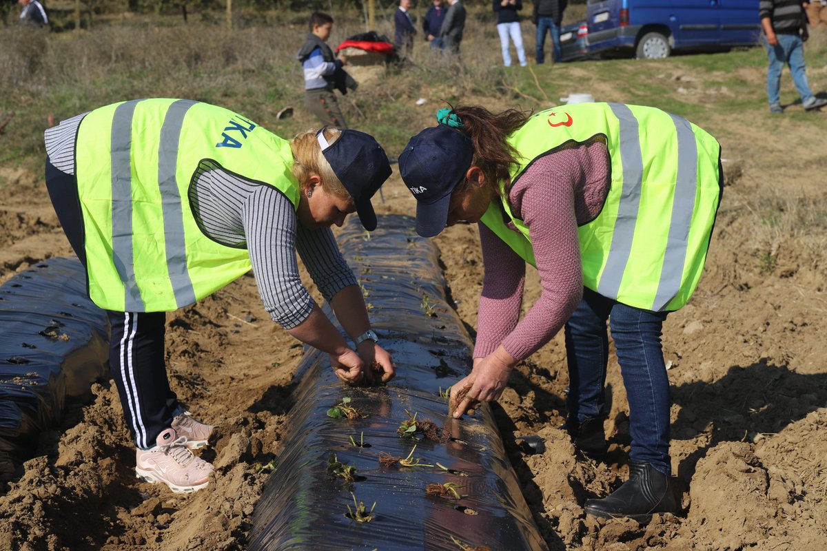 Tika_Turkiye's tweet photo. TİKA'dan #KuzeyMakedonya'da 100.000 çilek fidesi ve tarım ekipmanı desteği🇲🇰🍓🚜

👩‍🌾 👨‍🌾 6 bölgede uygulanan proje ile kırsal kesimde yaşayan aileler için alternatif geçim kaynakları oluşturulacak 

🔗https://t.co/cLCV1YQPBm https://t.co/EIrEiEAXFM