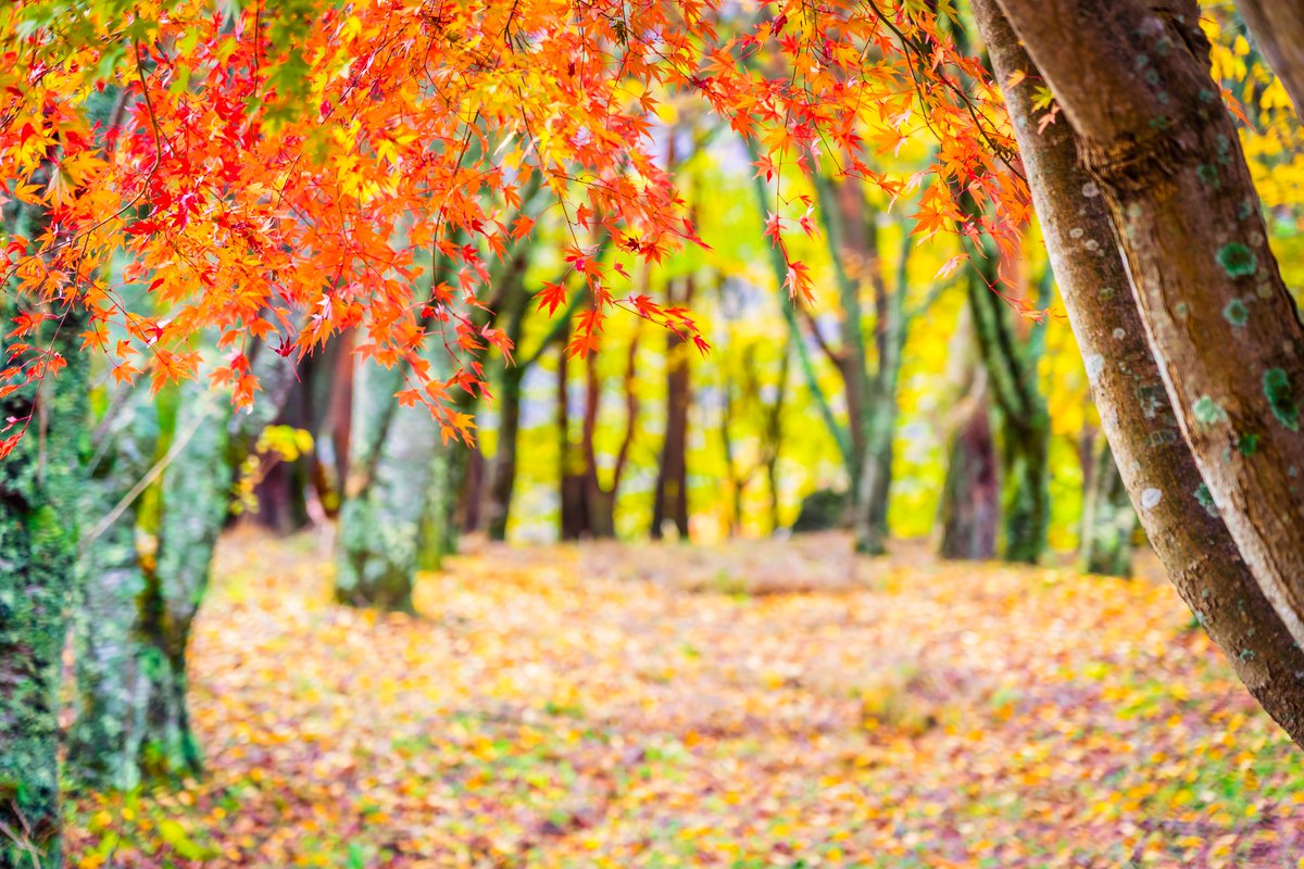 PolestarKC's tweet photo. Happy Fall everyone! The cooler temps are here! Are you ready to turn on that #furnace? Give us a call at (913) 432-3342 to make sure you are ready for #winter.
#fall #fallready #kansascity https://t.co/mQfxgAsxKG