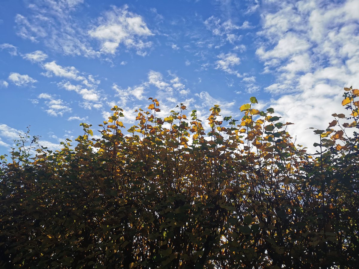 marksayers tweet media