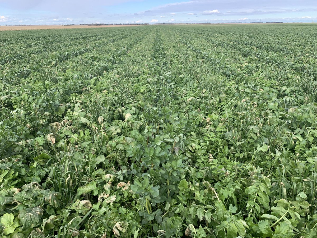 JoeBreker's tweet photo. It’s the end of the 2021 bio strip till growing season. We have had three months and over twelve inches of rain “no water running out of the tile lines” to grow covers on spring wheat stubble. Cows are on their way! #soilhealth #biostriptill https://t.co/A3MlA9Dmfu