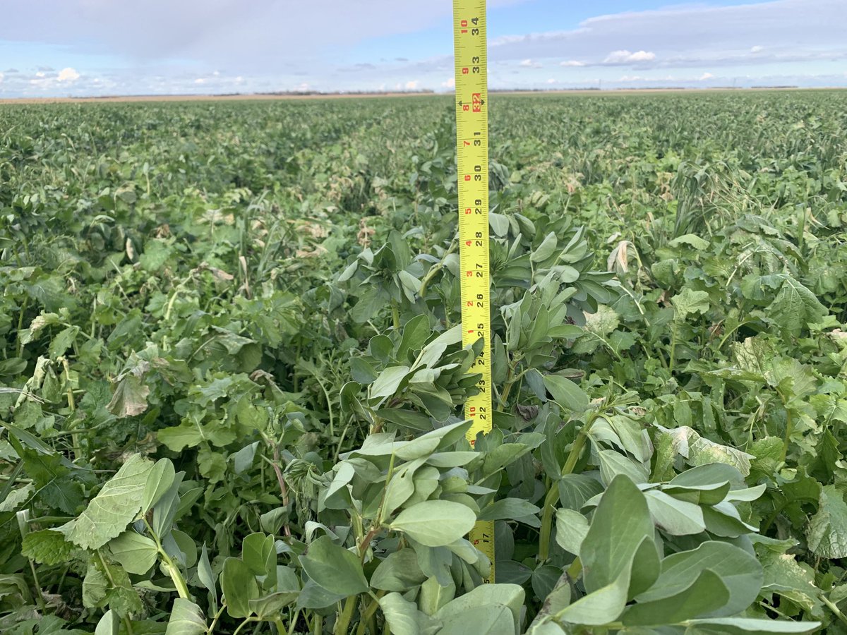 JoeBreker's tweet photo. It’s the end of the 2021 bio strip till growing season. We have had three months and over twelve inches of rain “no water running out of the tile lines” to grow covers on spring wheat stubble. Cows are on their way! #soilhealth #biostriptill https://t.co/A3MlA9Dmfu