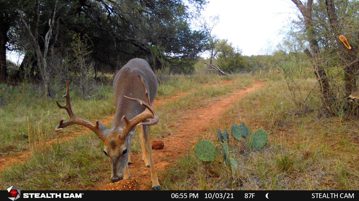 WTD_tv's tweet photo. This buck has all kinds of kickers going on!

@stealthcam  
#trailcameratuesday #stealthcam #recordrack #recordrackdeerblock #whitetail #deerhunting #hunting #bigbuck https://t.co/WpJT1yLP7q
