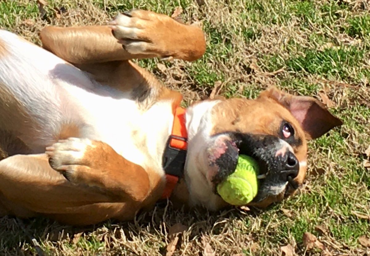DesotoKennels's tweet photo. The Dog Wish . . . the strange and involved compulsion to be as happy and carefree as a dog. 
  — James Thurber https://t.co/qCieAzPr3e