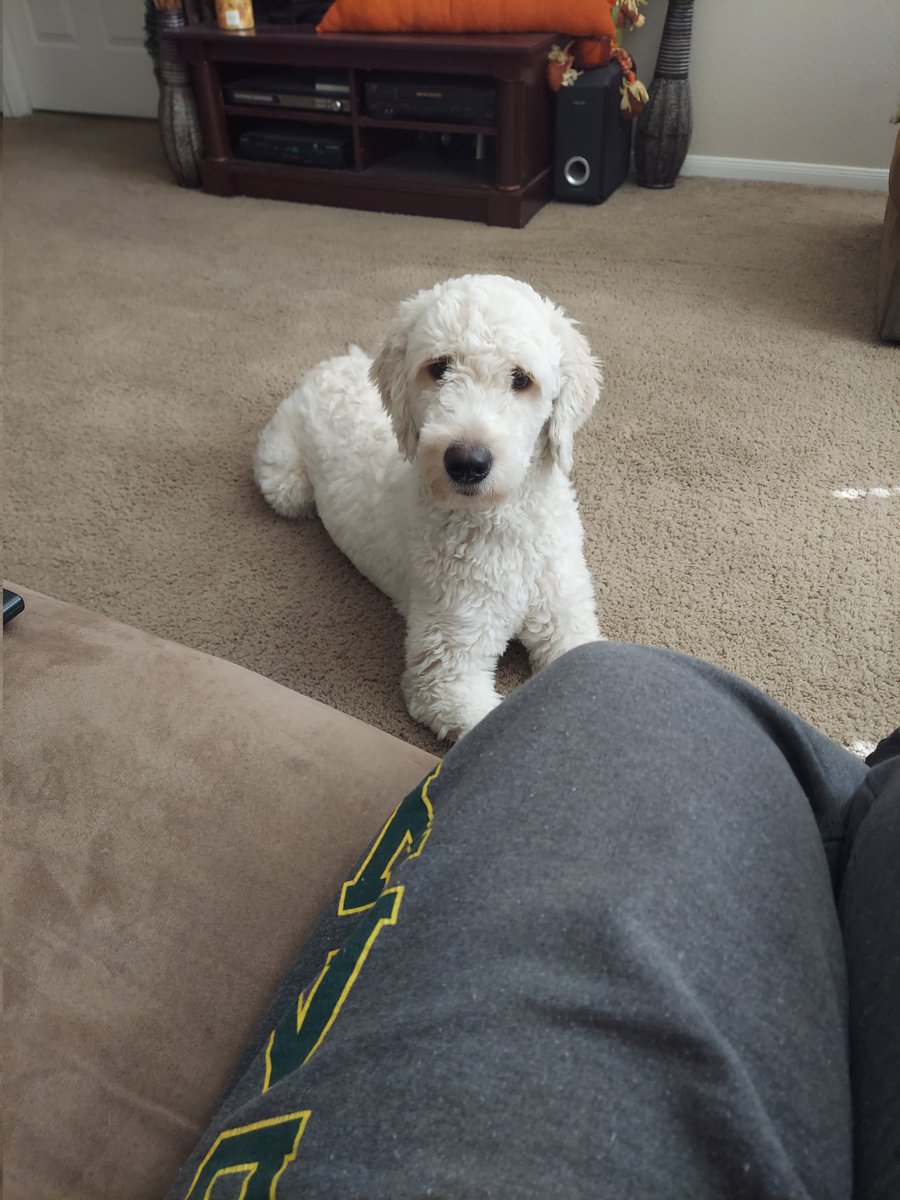 MobilityPoof's tweet photo. Happy Birthday to my Fluff McGruff Wysp! He is 1 year old today and growing more by the day!
#TeamGoingGhost https://t.co/XhfWlkgeWn