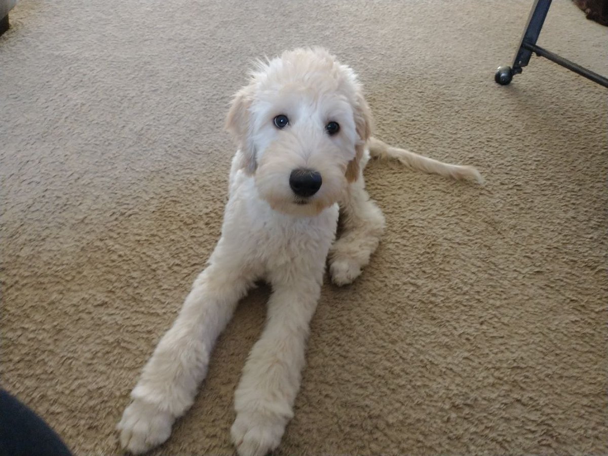 MobilityPoof's tweet photo. Happy Birthday to my Fluff McGruff Wysp! He is 1 year old today and growing more by the day!
#TeamGoingGhost https://t.co/XhfWlkgeWn