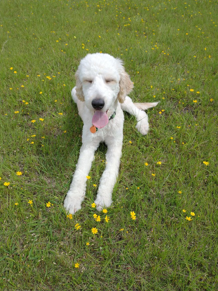 MobilityPoof's tweet photo. Happy Birthday to my Fluff McGruff Wysp! He is 1 year old today and growing more by the day!
#TeamGoingGhost https://t.co/XhfWlkgeWn