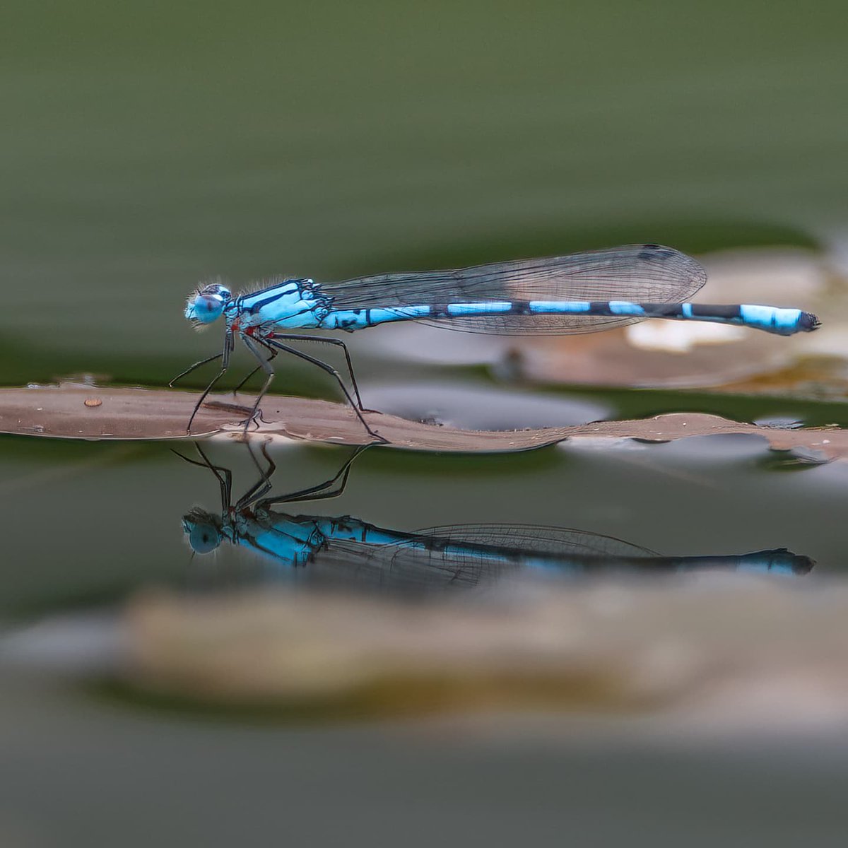KdruvaPhoto's tweet photo. GM Twitter! 

I call this one "Landing Pad" https://t.co/UaIvkh5wpH