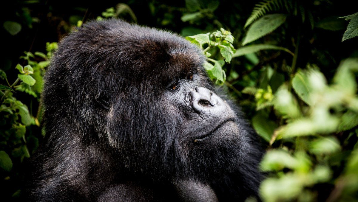 WeAreWilderness's tweet photo. We are thrilled at the news that #BisateLodge in #Rwanda has been listed by #Fodor's Finest Hotels as one of The Best Hotels in Africa for 2022. Read more about Bisate: https://t.co/5ocno6OH5m

#WildernessSafaris #FodorsFinestHotels #BestHotelsInAfrica #Safari #TravelHere https://t.co/nrkPuj7CFp