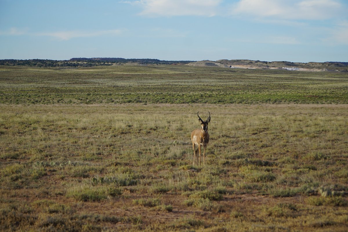 jamieclimate's tweet photo. Biden promised to end drilling on public lands, but the fire sale continues. 

Yet another sale is planned for Utah this January, including parcels in the San Rafael Swell just outside of Goblin Valley.

These places should be protected, not sold to Big Oil.
#PeopleVsFossilFuels https://t.co/u77V9mXbtW