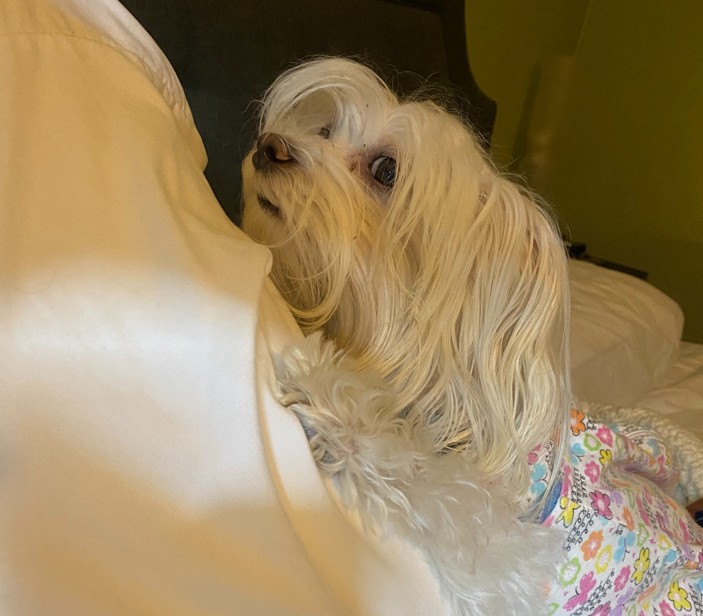 LittleMissLexi8's tweet photo. Candy here!  Mommy went to work before the sun came up and tried to make the bed.  I had to give her a look that I was not ready.  Fortunately, she gave me 5 more minutes.  #5moremins #sleepy #imtired #notready #dogsleeping https://t.co/9Gz7KopsL7