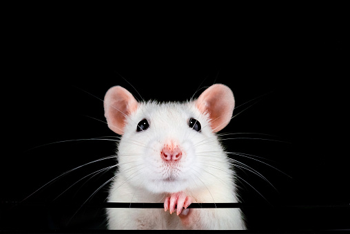 Optimal_Unknown's tweet photo. @HeroDarkXx rat https://t.co/Wdt1Oe5mno