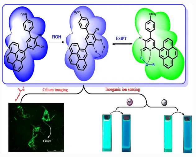 AnalBioanalChem's tweet image. A solvent-assisted #ESIPT #fluorescent dye for F−/Ag+ sensing and high-resolution #imaging of the cilia in live #cells
by Fuchun Gong et al #ChangshaUnivSciTech #dyes #MCF7

link.springer.com/article/10.100…