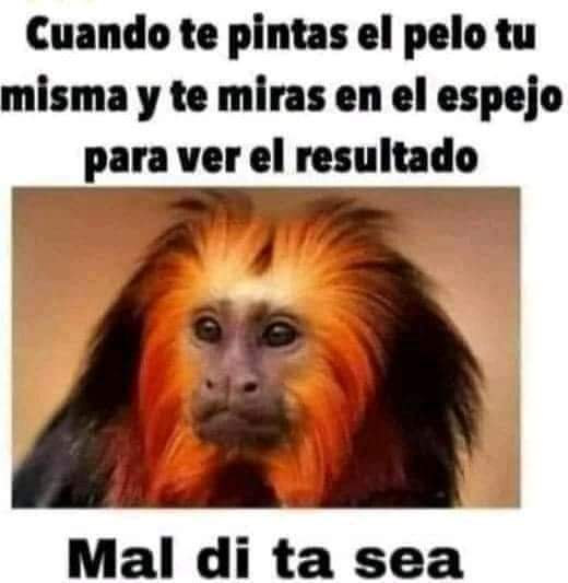 JESUSGZZELCHATO's tweet photo. Jajajajaja ánimo, hoy es Viernes de Memes, Mame y #ganarseguidores .
Deja tu Meme, Mame o comentario, dá ❤️ o 🔃 y sigue a todos los que te sigan!
#ChaTeam #TeamFollowMe
#diademuertos2021 #SiguemeYTeSigo
@JESUSGZZELCHATO https://t.co/yUP1WeRirp