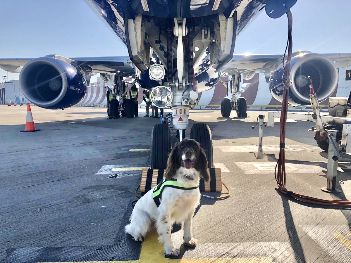 MPSCityAirport's tweet photo. We’ve been popping up everywhere today @LondonCityAir engaging with local businesses & hotels, talking about our #ProjectServator review & the new deployment locations we’ve added. Remaining #unpredictable
#partnershipworking #workwithyou https://t.co/UsKP7jkhPX