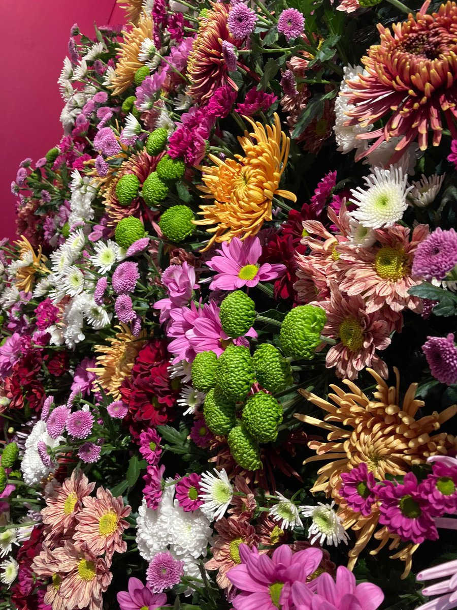 Deliflor's tweet photo. Morgen gaat de @RFHTradeFair van start. Het team van @Deliflor heet u van harte welkom in stand 19.1. We laten u graag onze nieuwe rassen zien en kijken ernaar uit iedereen weer persoonlijk te spreken! #rfhtf #tradefairaalsmeer #Chrysanten #chrysant https://t.co/tzpwjL1cjW