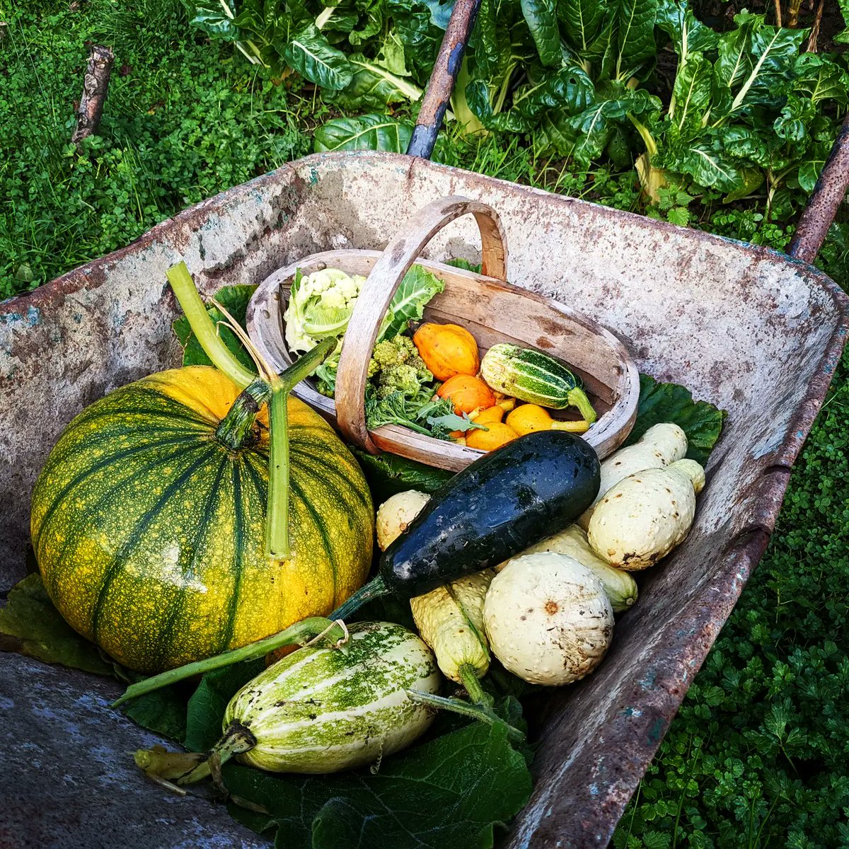 LittleValleyWls's tweet photo. A beautiful autumn morning here at LVW 💚
#onourdoorstep #dogwalk #lovewherewelive #closertonature
#selfcatering  #littlevalleywale #farmgate
#grownnotflown #polyculture #vegpatch #gqt
#dahlias #Homegrown #growyourown
#flockcheck #humblebynature #littlevalleywales https://t.co/k4m0aeJRhI
