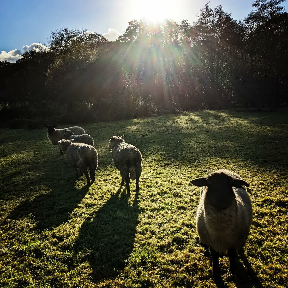 LittleValleyWls's tweet photo. A beautiful autumn morning here at LVW 💚
#onourdoorstep #dogwalk #lovewherewelive #closertonature
#selfcatering  #littlevalleywale #farmgate
#grownnotflown #polyculture #vegpatch #gqt
#dahlias #Homegrown #growyourown
#flockcheck #humblebynature #littlevalleywales https://t.co/k4m0aeJRhI