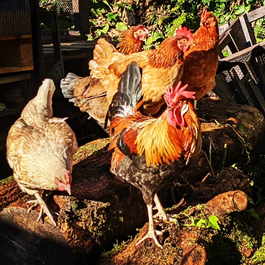 LittleValleyWls's tweet photo. A beautiful autumn morning here at LVW 💚
#onourdoorstep #dogwalk #lovewherewelive #closertonature
#selfcatering  #littlevalleywale #farmgate
#grownnotflown #polyculture #vegpatch #gqt
#dahlias #Homegrown #growyourown
#flockcheck #humblebynature #littlevalleywales https://t.co/k4m0aeJRhI