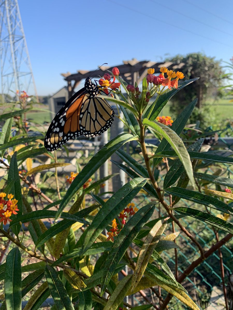 QVELibrary's tweet photo. If you give students @QVE_Eagles Garden Club with @buttons_harper, they will have questions. When they have questions, they will want to read to find answers. #checkout #butterflybooks #read #learn #grow https://t.co/MTNiK3NnjC