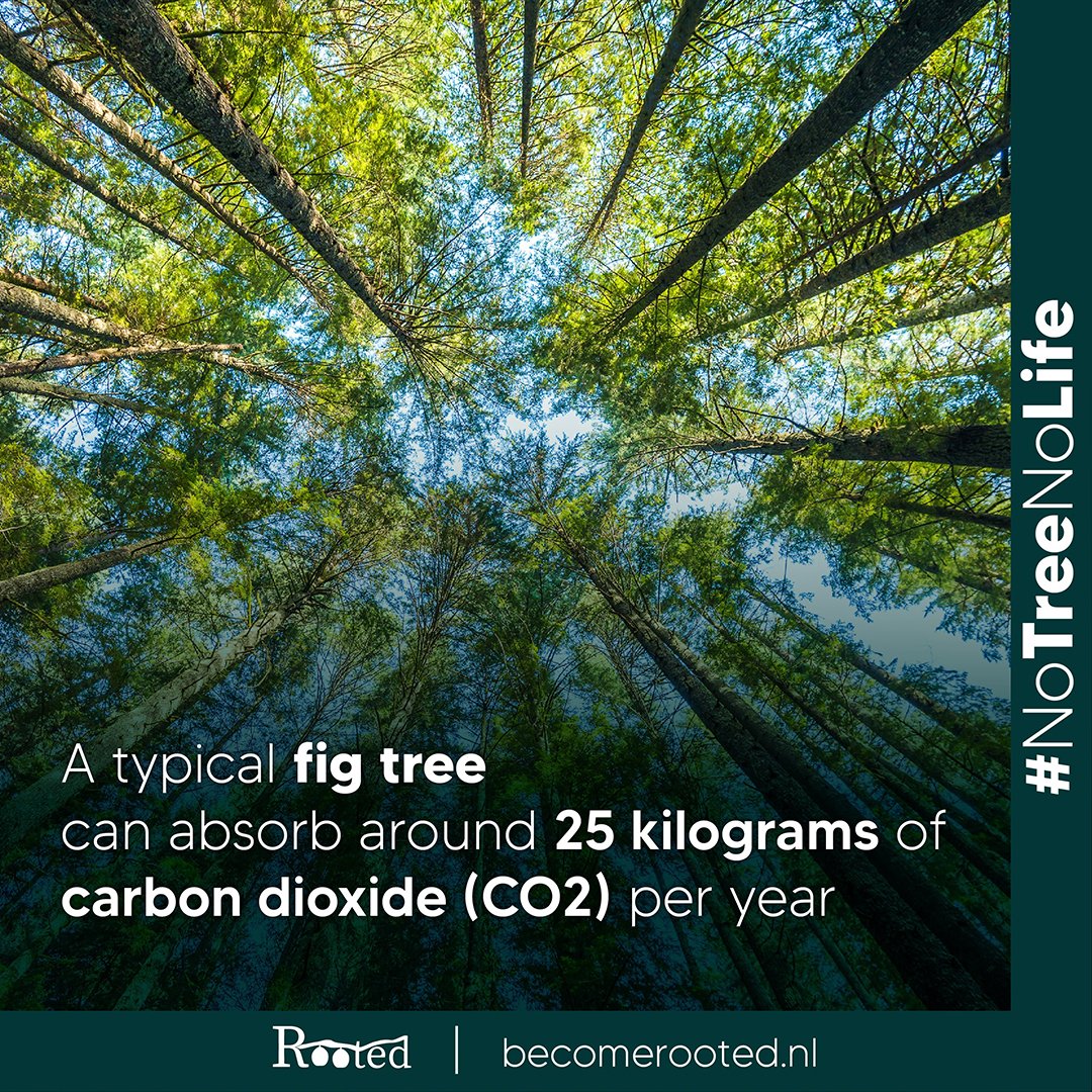 Rooted_tw's tweet photo. How many fig trees do you need in order to become carbon neutral?

#notreenolife #rooted #investment #investments #bonds #internationalmarkets #sustainableinvestments #co2emissionreduction #becomerooted #greenbonds #sustainability #environment #co2 #globalwarming #global https://t.co/VkuA6bbW2s