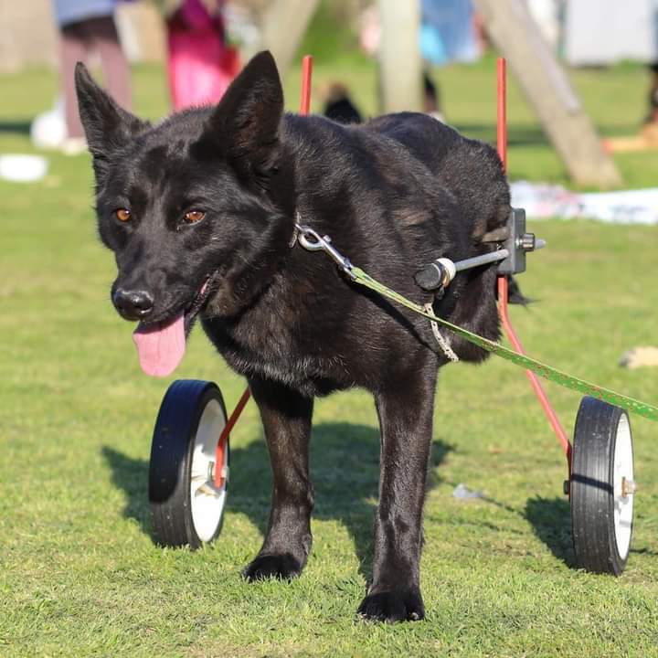 elcampito's tweet photo. ¿Sabías por qué El Campito Refugio es único en el mundo?
Porque alberga muchísimos perritos inválidos que usan carritos para movilizarse.Una de ellas es Bruna!
Suma un nuevo integrante a tu familia y viví una vida repleta de felicidad🧡
Escribinos a adoptantesdelcampito@gmail.com https://t.co/rdp4bqiTpi
