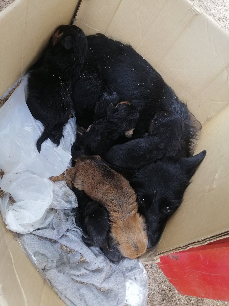 BrancaNie's tweet photo. 🚨Ayuda porfaa🚨 acabamos de encontrar esta perra con sus perritos abajo de una mesa en el parque de los niños de las tejas. Alguien puede tenerlos en provi? Me comprometo a ayudarlos con comida y todo. Yo no puedo llevarlos porque tengo uno que es bruto y demas https://t.co/Qkujf3usoj