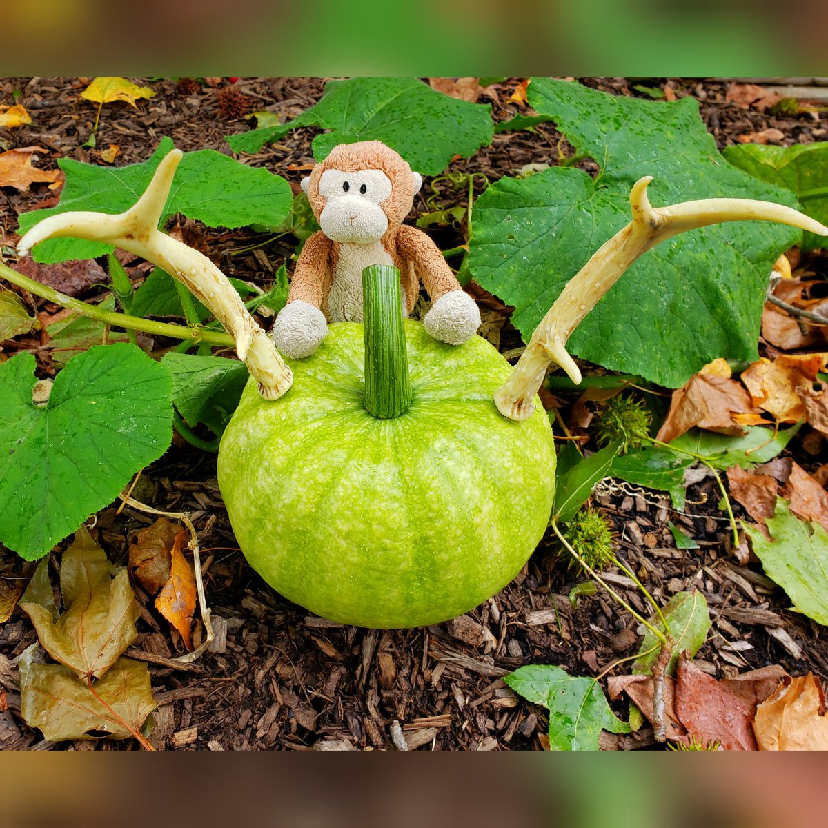 TravelingMocha's tweet photo. Look, I know Halloween is over, but hear me out: It's a jackelope lantern! #MonkeyBusiness #Halloween #pumpkin #gourd #garden #antlers #jackelope #jackolantern https://t.co/FTiCs4OKmx