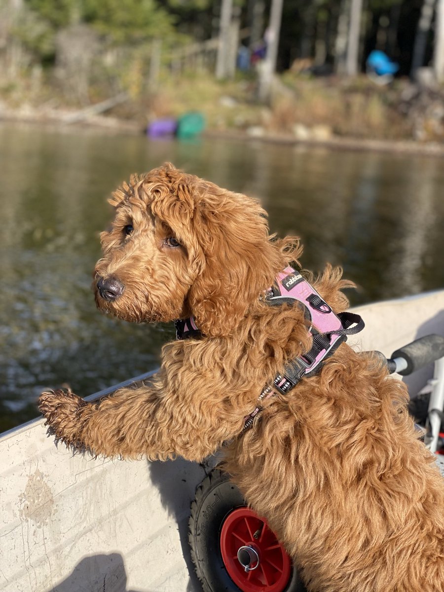 Tamika La Salle-Finley tweet media